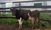 Продается стельная корова Большая Атня