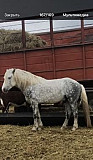 Конь Иловля