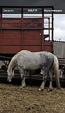 Конь Иловля