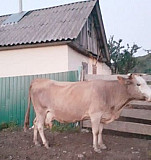 Корова Зеленчукская