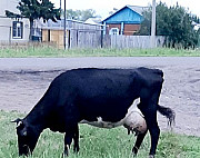Корова Тюкалинск