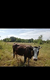Коровы,тёлка Богучар