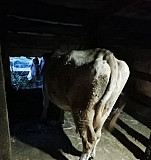 Коровы,тёлка Богучар