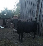Корова Горняцкий