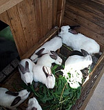 Кролики Белгород