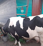 Корова Егорьевск
