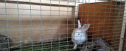 Кролики обычные Кевсала