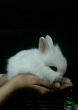 Кролик карликовый Балашиха