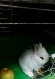 Кролик карликовый Балашиха