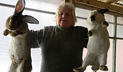 Продаются племенные кролики мясных пород Бронницы