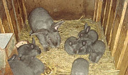 Продаются племенные кролики мясных пород Бронницы