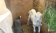Продам козочек от молочных коз Бронницы