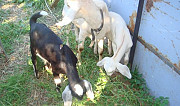 Продам козочек от молочных коз Бронницы
