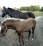 Лошадь Кормиловка