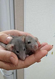 Крысы дамбо (рекс, хаски) Ульяновск