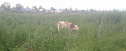 Коровы Пригорск