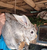 Кролик Бугуруслан