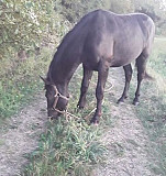 Лошадь Белореченск