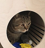 Домик для кошек, котят и маленьких собак Тольятти
