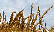 Зерно пшеница 5 класс Палласовка