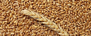 Продается озимая пшеница Приволжский