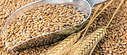 Пшеница Саратов