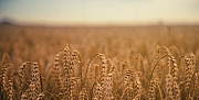 Пшеница Тербуны
