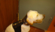 Лечебный шейный корсет для собак любой породы Волгоград