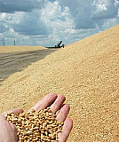 Пшеница Дербент