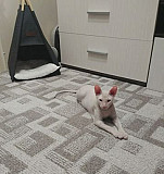 Кот для вязки Усолье-Сибирское