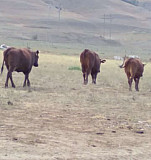 Ферма с коровами Каспийск