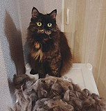 Стрижка и вычес кошек котов Груминг животных Калининград