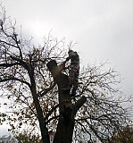 Спил деревьев, расчистка участков Новочеркасск