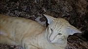 Ориентальный кот на вязку Пенза