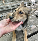 Стерилизованные щенки ищут дом Каменск-Шахтинский