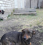 Собака потеряшка Новоселицкое