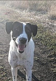 Молодая собака, примерный возраст 1.5-2 года Таганрог