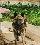 Пёс для охраны Калининград