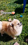 Собака померанский шпиц Москва