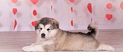 Продам щенков аляскинского маламута Североонежск