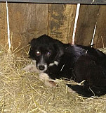 Собака стерилизованная Софа Самара