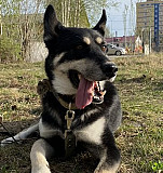 Собака Ханты-Мансийск