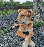 Собака Новочеркасск