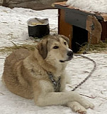 Собака Ханты-Мансийск