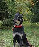 Собака Новосибирск