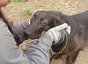 Маленькая собака Арья отдается в добрые руки Владимир