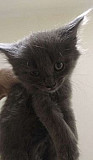Дымчатый котенок Поночка ищет заботливые ручки Раменское
