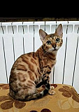 Бенгальский котик Великий Новгород