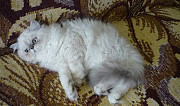 Котя (персидский мальчик) Ейск