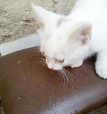 Беленький котик Ейск